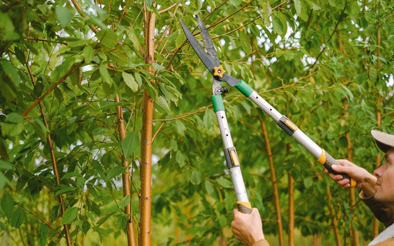 Tree trimming in Mossville, IL